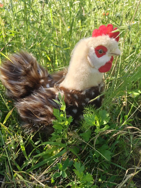 Maskotka Kura Czarna 34cm Beppe